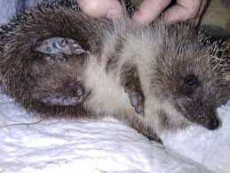 Attēlu rezultāti vaicājumam “Erinaceus roumanicus”