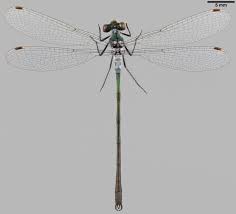 Attēlu rezultāti vaicājumam “Lestes sponsa”