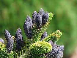 Attēlu rezultāti vaicājumam “Abies veitchii”