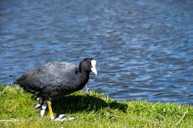 Attēlu rezultāti vaicājumam “Fulica atra”