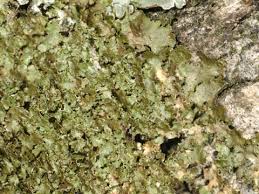 Attēlu rezultāti vaicājumam “Melanohalea olivacea”