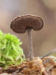 Attēlu rezultāti vaicājumam “Auriscalpium vulgare”