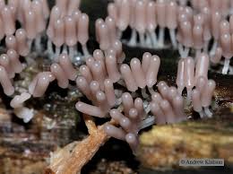 Attēlu rezultāti vaicājumam “Arcyria denudata macro”