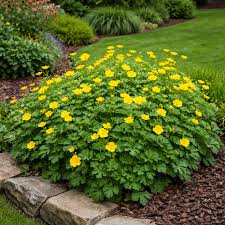 Attēlu rezultāti vaicājumam “Ranunculus cassubicus flower”