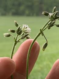 Attēlu rezultāti vaicājumam “Cerastium holosteoides fruit”