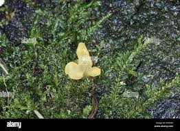 Attēlu rezultāti vaicājumam “Calocera pallidospathulata”
