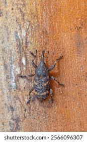 Attēlu rezultāti vaicājumam “Pissodes piniphilus”