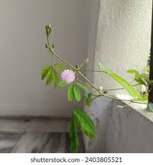 Image result for pohon semalu images