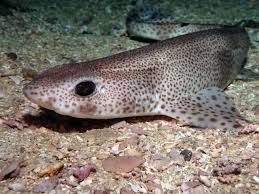 Image result for Scyliorhinus canicula