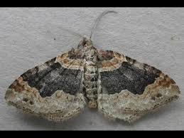 Attēlu rezultāti vaicājumam “Xanthorhoe ferrugata”