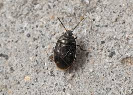 Attēlu rezultāti vaicājumam “Adomerus biguttatus”