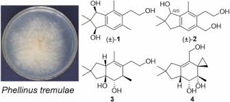 Attēlu rezultāti vaicājumam “Phellinus tremulae”