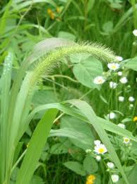 Attēlu rezultāti vaicājumam “Setaria viridis leaf”