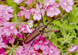 Attēlu rezultāti vaicājumam “Aromia moschata”