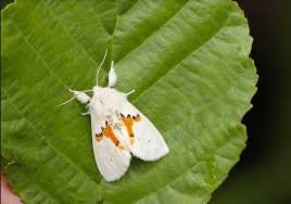 Attēlu rezultāti vaicājumam “Leucodonta bicoloria”
