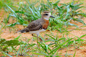 Image result for Charadrius asiaticus