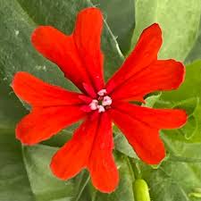 Attēlu rezultāti vaicājumam “Silene chalcedonica leaf”