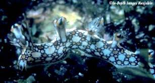 ผลการค้นหารูปภาพสำหรับ Bornella Anguilla