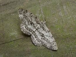 Attēlu rezultāti vaicājumam “Hypomecis roboraria”