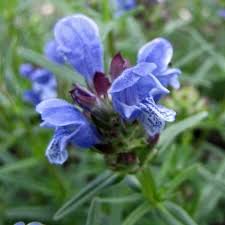 Attēlu rezultāti vaicājumam “Dracocephalum ruyschiana”