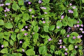 Attēlu rezultāti vaicājumam “Claytonia sibirica flower”