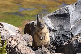 Image result for viscacha