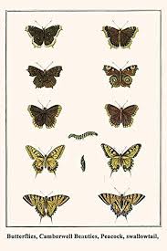 Attēlu rezultāti vaicājumam “Nymphalidae”