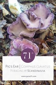 Attēlu rezultāti vaicājumam “Gomphus clavatus”