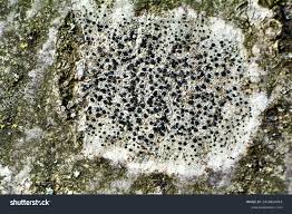 Attēlu rezultāti vaicājumam “Lecidella elaeochroma”