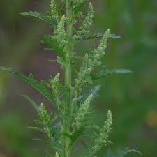 Image result for Chenopodium ambrosioides