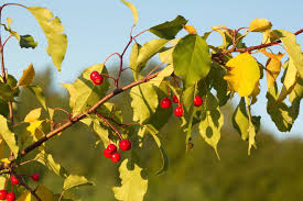 Attēlu rezultāti vaicājumam “Malus baccata fruit”