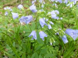 Attēlu rezultāti vaicājumam “Polemonium caeruleum flower”