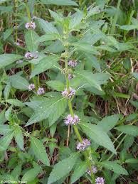 Attēlu rezultāti vaicājumam “Mentha arvensis flower”