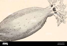 Image result for Cucumaria frondosa