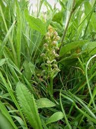 Attēlu rezultāti vaicājumam “Coeloglossum viride leaf”