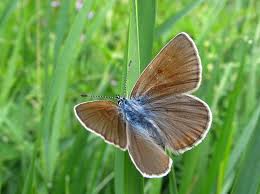 Attēlu rezultāti vaicājumam “Agrodiaetus amandus male”