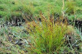 Attēlu rezultāti vaicājumam “Juncus gerardii leaf”
