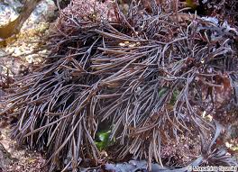 Attēlu rezultāti vaicājumam “Furcellaria lumbricalis”