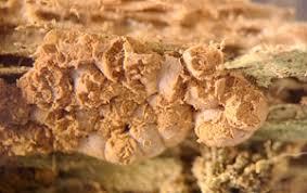 Attēlu rezultāti vaicājumam “Reticularia lobata young”