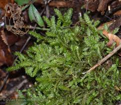 Attēlu rezultāti vaicājumam “Neckera”