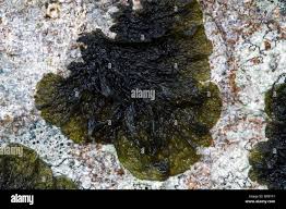 Attēlu rezultāti vaicājumam “Collema”