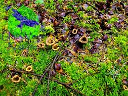 Attēlu rezultāti vaicājumam “Cratarellus cornucopioides”