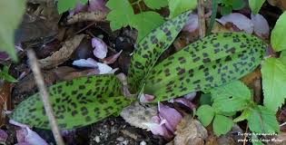 Attēlu rezultāti vaicājumam “Dactylorhiza maculata leaf”