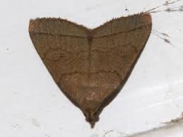 Attēlu rezultāti vaicājumam “Zanclognatha tarsipennalis”