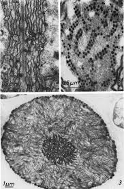 Attēlu rezultāti vaicājumam “Gloeocapsa rupestris”