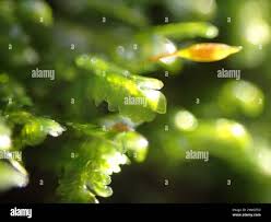 Attēlu rezultāti vaicājumam “Homalia trichomanoides sporophyte”