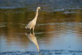 Image result for Egretta thula