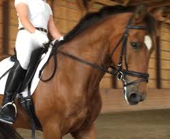 Image result for Scottish Equi Complex