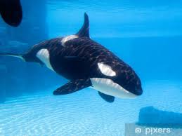 Image result for Orcinus orca