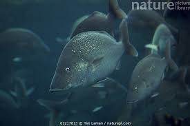 Image result for Haemulon album